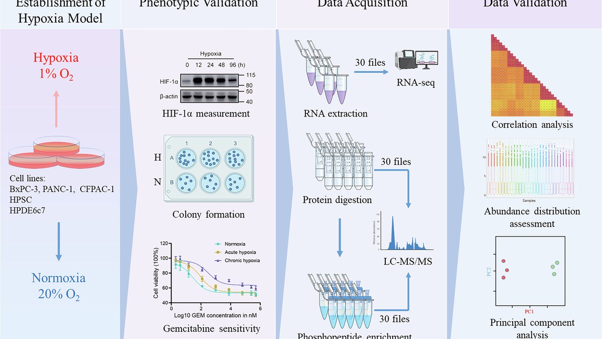 Scientific Data：胰腺癌慢性缺氧多组学数据集开源，20785个基因配52770个磷酸化位点
