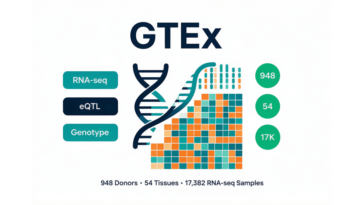 GTEx — 人类组织基因表达调控图谱 AI-Ready Wikipedia | 千方病案医数集