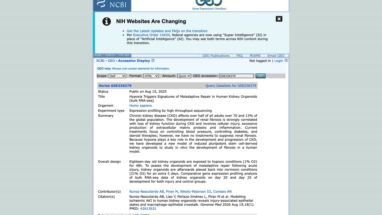 缺氧触发人肾脏类器官适应不良修复特征 [bulk RNA-seq]
