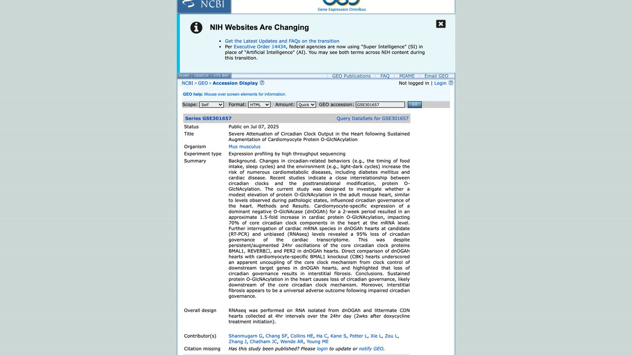 心肌细胞蛋白O-GlcNAcylation持续增强后心脏生物钟输出严重减弱